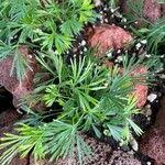 Image result for Actiniopteris radiata