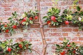Esaplier Apple Tree Growing Fruit Trees Fruit Trees Backyard Edible Landscaping