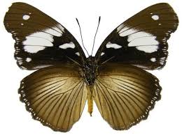 Image result for Scepocarpus hypselodendron