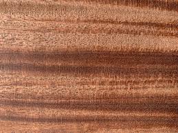 Image result for Khaya