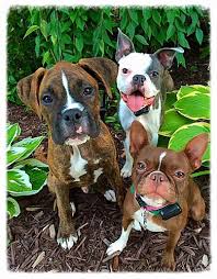 See more ideas about fence, pet fence pet fence and dog fence by petsafe, the #1 pet fence system in the world! Great Lakes Pet Fencing Inc Veterinarians Animal Care Contractors Construction Mason County Michigan Chamber Economic Dev Relocation