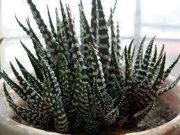 Explore the wide variety of cacti around the world by checking out the. Haworthia Zebra Cactus Pearl Plant Star Window Plant Guide Our House Plants