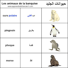 صور حيوانات الجليد بالفرنسية