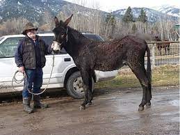 Check spelling or type a new query. Black Mammoth Jack Donkey For Sale In Stevensville Mt