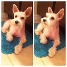 Is a miniature schnauzer's hair curly or straight? Blog Paws Blog Hop Wordless Wednesday Schnauzer Cut Come Wag Along