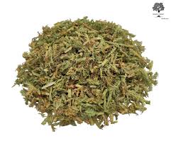 Image result for Lycopodium clavatum