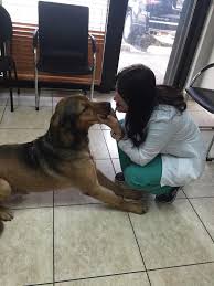 Maybe you would like to learn more about one of these? Vet To Pet Animal Clinic Home Facebook