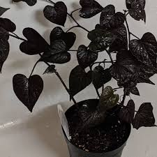 Their vigorous growth habit makes fertilization mostly unnecessary, and plants may be pruned freely to keep them in bounds, pemberton said. Any Advice On Growing Ornamental Sweet Potato Vine As A Houseplant I Love Her Leaves So Much I Want Her To Take Over My House Indoorgarden