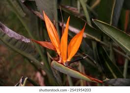 Image result for Strelitziaceae
