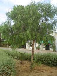 Schinus Molle California Pepper Tree Pepper Tree Drought Tolerant Trees California Backyard Trees