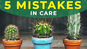 How do you care for that irresistible little cactus and those cute little succulents that just followed you home from the garden center? 5 Common Mistakes In Cactus Care Youtube