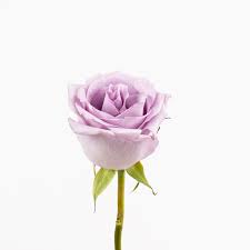 Il compleanno è un'occasione speciale,che sia della moglie, fidanzata,mamma o di un amica. Fiori Da Regalare A Una Ragazza O Una Donna Consigli Per La Scelta Migliore Colvin
