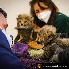 Nothing like a clean bill of health for the holidays!  @simmonswildlifesafari's four cheetah cubs had their first exams