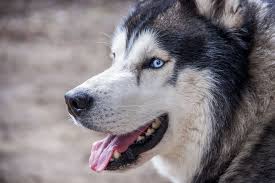Find huskies and husky puppies for sale across australia. Pin On Web Pixer