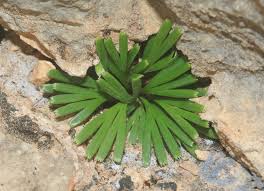 Image result for Actiniopteris semiflabellata