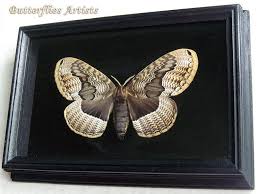 Entomology Collectible Brahmaea Tancrei Real Owl Moth In Museum Quality Display Insect Art Moth Entomology