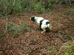 The setter is a type of gundog used most often for hunting game such as quail, pheasant, and grouse. Engleski Seter Sljuka Youtube