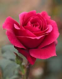 Check spelling or type a new query. What Is The Difference Between Roses And Flowers Roses Vs Flowers Hinative