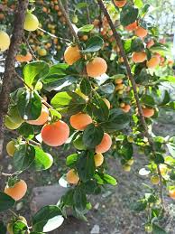 Image result for Dovyalis lucida