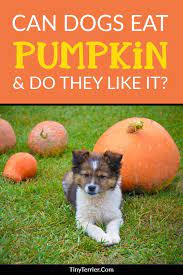 Can Dogs Eat Pumpkin A Guide To Feeding Pumpkin To Your Dog Can Dogs Eat Pumpkin Can Dogs Eat Dog Eating