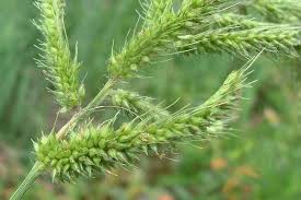 Image result for Echinochloa ugandensis
