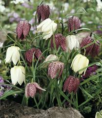 Each of these plants can withstand freezing temperatures and other challenging weather conditions, then come back with beautiful blooms every year. Fritillariabulbs Meleagris Wonderful Mix Tulip Store
