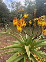 Image result for Aloe mkushiana