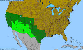 Image result for Menodora heterophylla