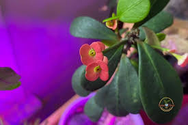 This list of my top picks for the best flowering houseplants has indoor plants that are not only gorgeous when in bloom, but ones that are the easiest for the average indoor gardener to care for and rebloom. Best Flowering Houseplants For Beginners And Why Indoor Plants For Beginners