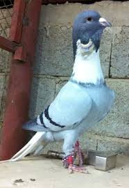 Pin Van Suleyman I Nisli Op Middle East Pigeons