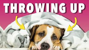 Check spelling or type a new query. Is Your Dog Throwing Up Yellow Foam Ultimate Pet Nutrition