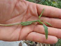 Image result for Urochloa bovonei