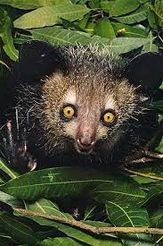 Image Aye Aye Lemur In Madagascar C Frans Lanting National Geographic Weird Animals Animals Animals Beautiful