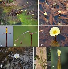 Image result for Ottelia kunenensis