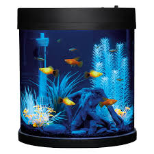 Because of their aggressive nature. Top Fin Awaken Half Moon Starter Kit Fish Starter Kits Petsmart