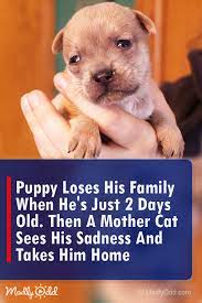 Puppy Loses His Family When He S 2 Days Old A Mother Cat Sees His Sadness And Her Reaction Dogs Puppies Kittens Cu Puppies Newborn Puppies Mama Cat