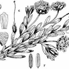 Image result for Gnidia kraussiana