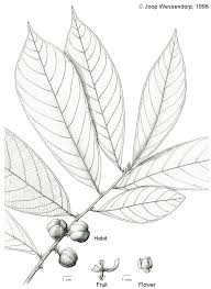 Image result for Cleistanthus