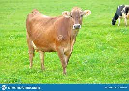 Full Frontal Jersey Cow Stock Photo Image Of Farm Healthy 162433762