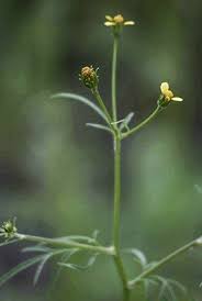 Image result for Bidens bipinnata
