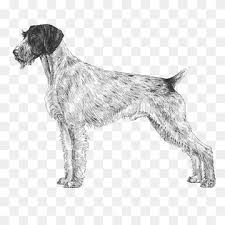 Wirehaired pointing griffon collectible aceo print dog art card 2.5x3.5 by ksams. German Wirehaired Pointer Spinone Italiano Wirehaired Pointing Griffon German Shorthaired Pointer Pointer Dog Mammal Carnivoran Dog Like Mammal Png Pngwing