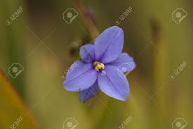 Maybe you would like to learn more about one of these? Tiny Blue Purple Wild Flower Blooms In Spring In A Meadow In Southern California Stock Photo Picture And Royalty Free Image Image 59865872