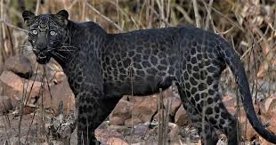 Last and next matches, top scores, best players, under/over stats, handicap etc. Man In India Captures A Rare Photo Of A Black Leopard Natureisfuckinglit