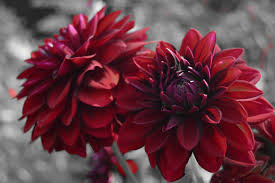 Even though this beautiful black bloom looks to be as dark as the night, it's in fact a very dark shade of red. 11 Gorgeous Black Flowers To Add To Your Garden