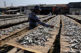 Gambar menjemur ikan asin kartun. Nelayan Menjemur Ikan Hasil Tangkapan Tribunnews Com
