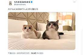 倫理観おかしい」もちまる日記、ホテルのベッドに猫が排泄した姿を撮影し非難殺到…過去にも “虐待” 疑惑でたびたび炎上 | Smart  FLASH/スマフラ[光文社週刊誌]