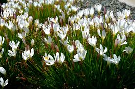 Luminous blooms to light the way. Magical Rain Lilies Outdoor Plant Profile Houzz Au