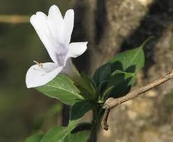 Image result for Barleria sp. D (near holubii)