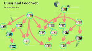 Grassland foods & snacks has been a leading manufacturer and packer of nuts, dried fruits, mixes, granolas, as well as a vast variety of fresh grocery products. Grassland Food Web By Jeremy Morrison