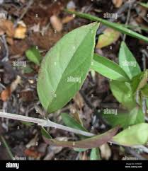 Image result for Barleria mackenii